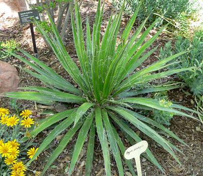 Agave filifera